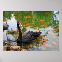 Cygne noir dans un étang à poisson rouge