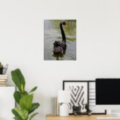Poster Cygne noir dans un étang tranquille (Bureau à domicile)