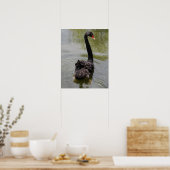 Poster Cygne noir dans un étang tranquille (Cuisine)