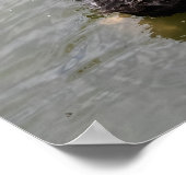 Poster Cygne noir dans un étang tranquille (Coin)
