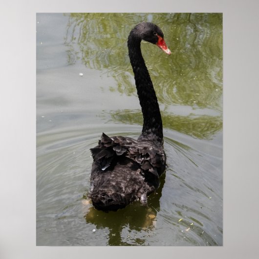 Poster Cygne noir dans un étang tranquille (Devant)