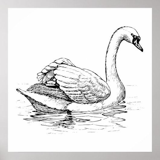 Poster Cygne noir et blanc (Devant)