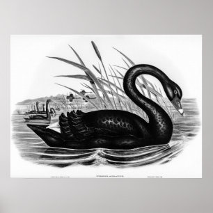 Poster Cygne noir vintage par Elizabeth Gould