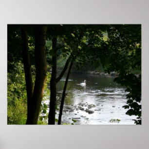 Poster Cygne sur la rivière II