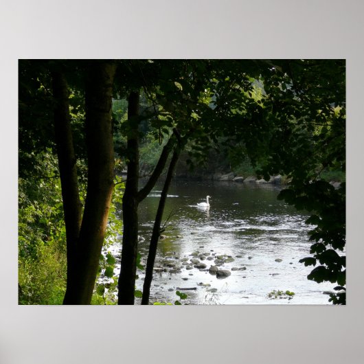 Poster Cygne sur la rivière II (Devant)