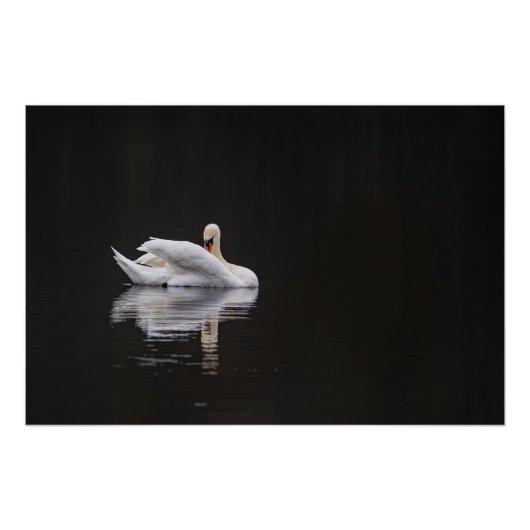 Poster cygne sur l'eau (swan) (Devant)