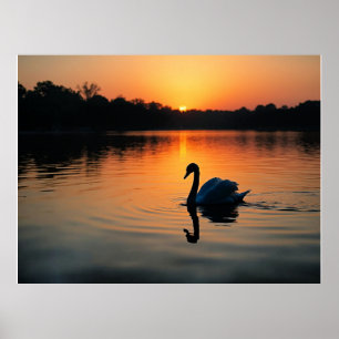 Poster Cygne sur un lac, photographie pittoresque,