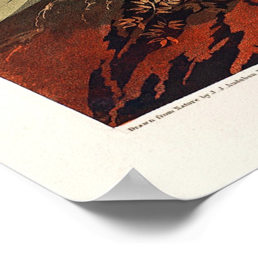 Poster Cygne trompette par John James Audubon (Coin)