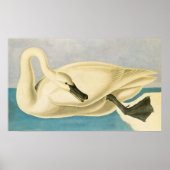 Poster Cygne trompette par John James Audubon, Oiseau Vin (Devant)