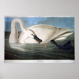 Poster Cygne Trumpeter blanc vintage