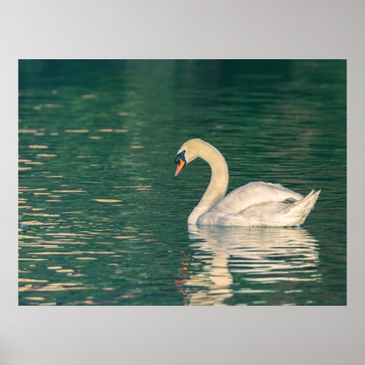Poster Cygne tuberculé (Devant)