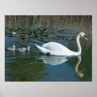 Poster Cygne tuberculé blanc avec des cygneaux canetons s