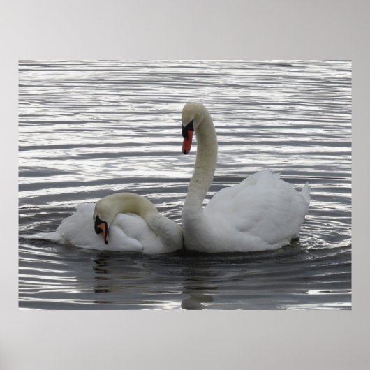 Poster Cygnes (Devant)