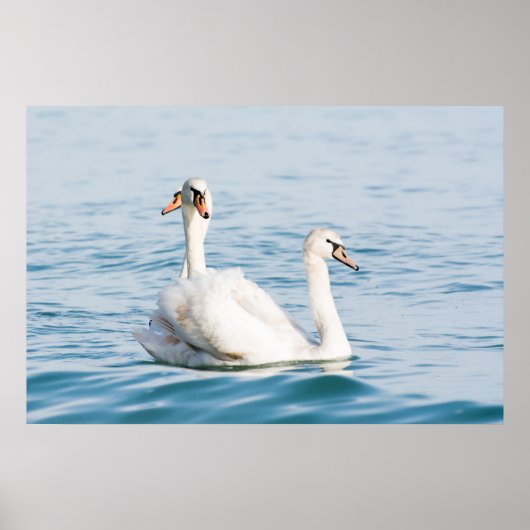 Poster Cygnes (Devant)