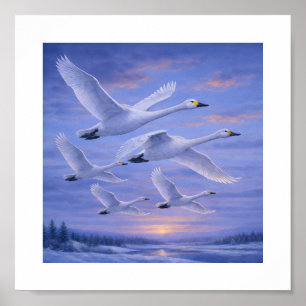 Poster Cygnes chanteurs dans le ciel hivernal – Oiseaux s