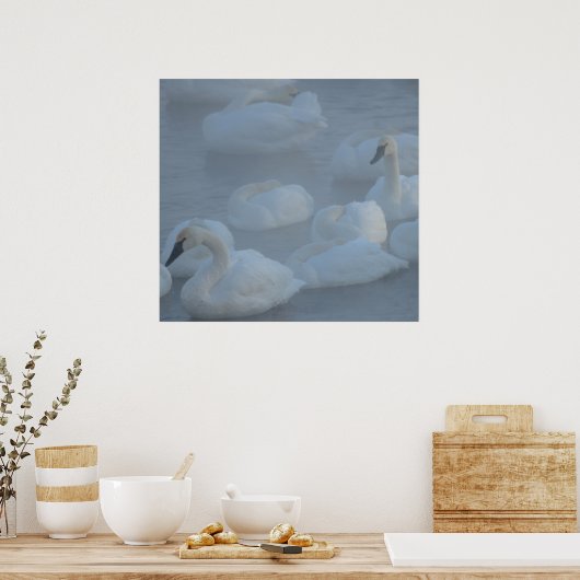 Poster Cygnes dans le brouillard matinal (Cygnus buccinat (Cuisine)