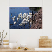 Poster Cygnes et autres oiseaux à Roath Park Lake Cardiff (Cuisine)