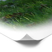 Poster Cygnes muets 9Y098D-012 (Coin)