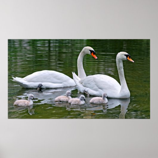 Poster Cygnes muets avec des nids sur l'eau (Devant)