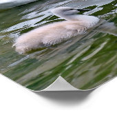 Poster Cygnes muets avec des nids sur l'eau (Coin)