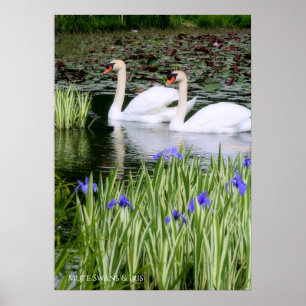 Poster Cygnes muets & Iris : papier de l'affiche de valeu