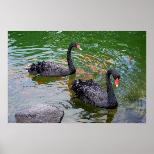 Poster Cygnes noirs (Devant)