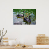 Poster Cygnes noirs (Cuisine)