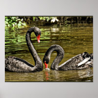 Cygnes noirs