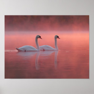 Poster Cygnes Romantiques sur le Lac Rose au Lever de Sol