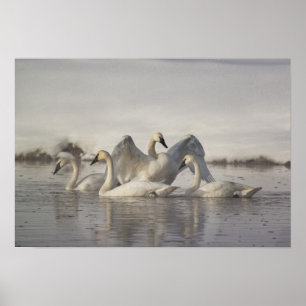 Poster Cygnes trompette dans la rivière Madison en hiver