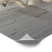 Poster Cygnes trompettes dans la rivière Madison en hiver (Coin)