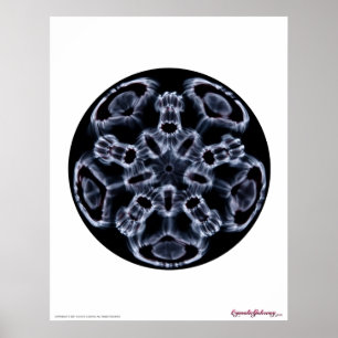 Poster Cymatique : Musique Note C