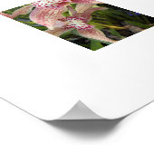 Poster Cymbidium Orchidées Florales Tachetées Rouges (Coin)