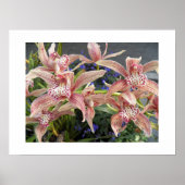 Poster Cymbidium Orchidées Florales Tachetées Rouges (Devant)