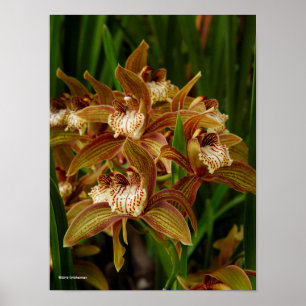 Poster Cymbidium tryanum