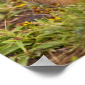 Poster Cynomys à queue noire (Coin)