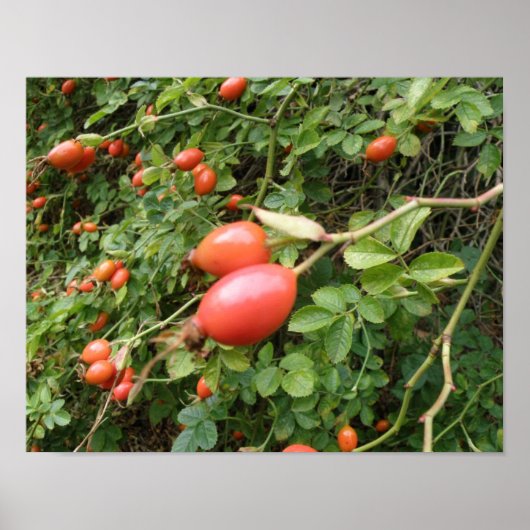 Poster Cynorhodons Rouges Juteux Imprimé (Devant)
