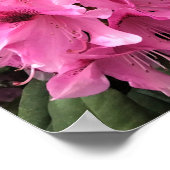 Poster Cynthia Rhododendrons, Oregon (Coin)