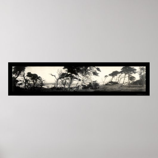 Poster Cypress Point Monterey Photo 1907 (Devant)