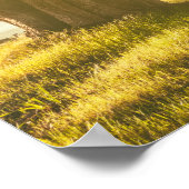 Poster Cypress Tunnel Point Reyes (Coin)