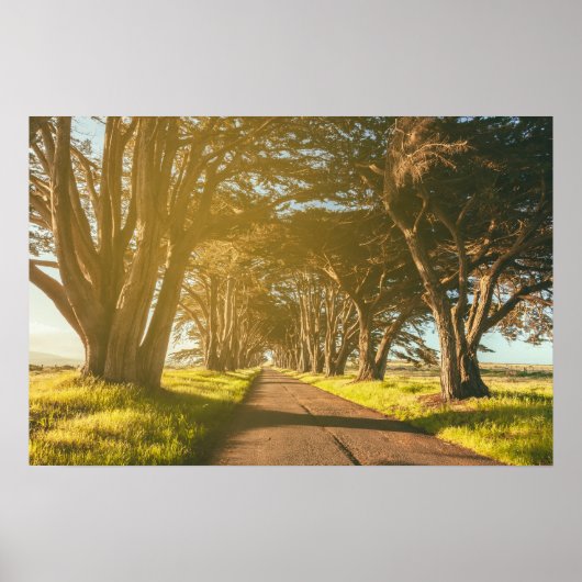 Poster Cypress Tunnel Point Reyes (Devant)