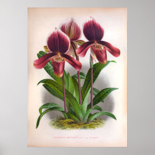 Poster Cypripedium Harrisianum Orchidées Vintages roses p