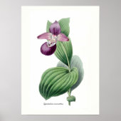 Poster Cypripedium macranthos (Devant)