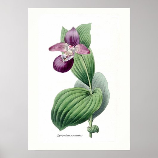 Poster Cypripedium macranthos (Devant)