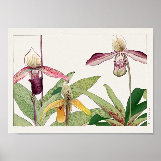 Poster Cypripedium par Tanigami Konan (Devant)