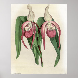 Poster Cypripedium Schroderae Orchid
