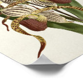 Poster Cypripedium Stonei (Coin)