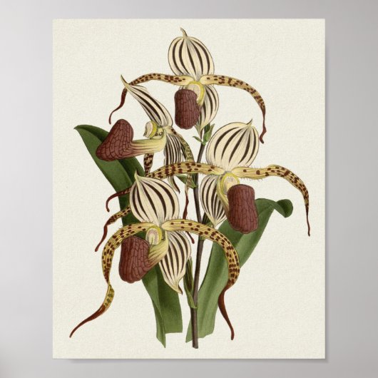 Poster Cypripedium Stonei (Devant)