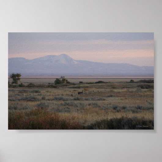 Poster D10 Collines de cerfs à queue blanche (Devant)