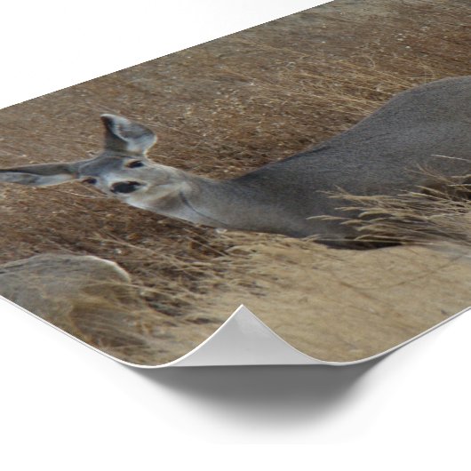 Poster D14 Mule Deer Doe (Coin)